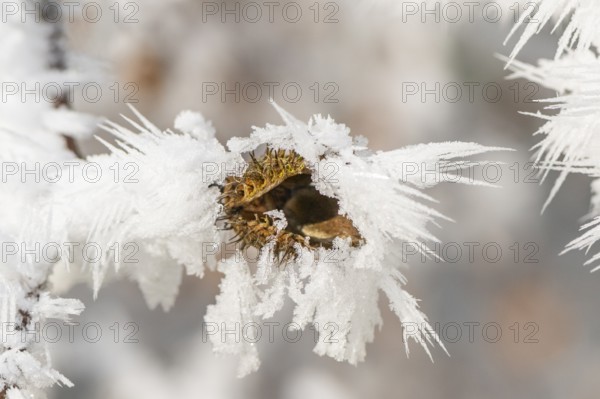 Ice crystals from roarfrost on a common beech (Fagus sylvatica) seed at sunshine in winter,
