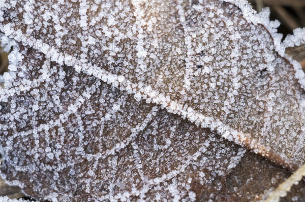 Ice crystals from roarfrost on a goat willow (Salix caprea) leaf lying on the ground in winter,
