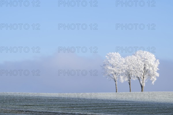 Silver lime trees (Tilia tomentosa) with hoarfrost on the branches standing on a meadow on a sunny