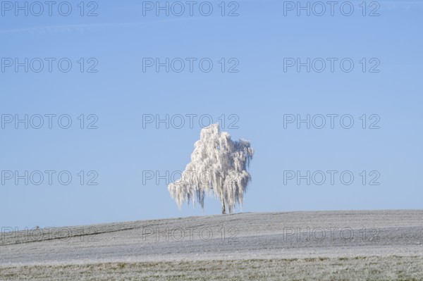 Silver birch (Betula pendula) standing on a meadow with hoarfrost on the branches in front of blue