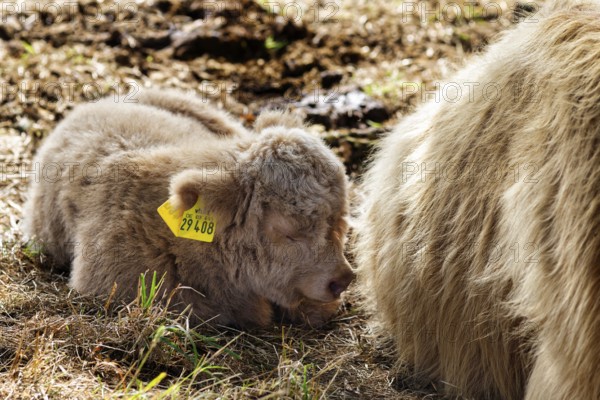 Hochlandrind, Kalb, Neugeborenes liegt bei seiner Mutter, Landschaftspflege, Weidehaltung,