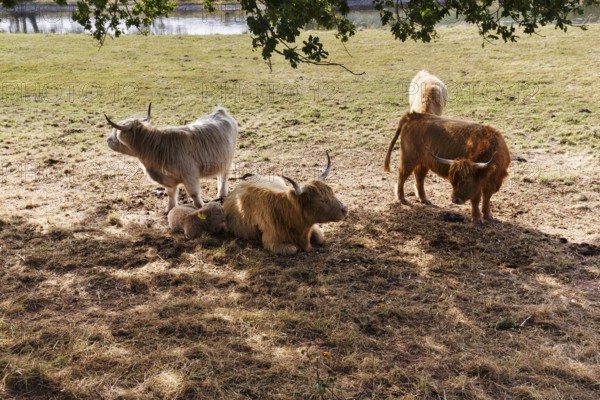 Hochlandrinder, Herde mit Kalb sucht Schatten, Neugeborenes liegt bei seiner Mutter,