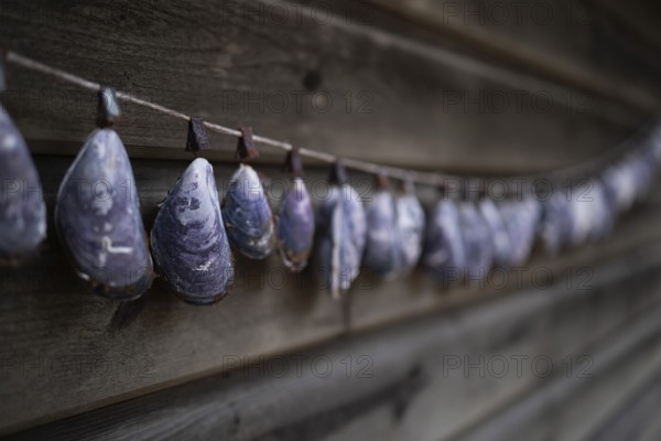 Shell necklace on a wooden wall, Resö Island, Bohuslän, Skagerrak, Sotenäs, Västra Götalands län,