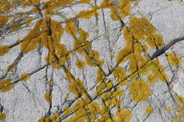 Yellowish lichen on a furrowed granite rock, Resö Island, Bohuslän, Skagerrak, Sotenäs, Västra