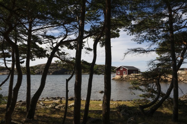 Falun red house between pine trees in a bay, archipelago landscape, Resö island, Bohuslän,
