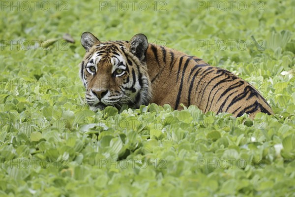 Siberian tiger (Panthera tigris altaica) in a pond with water lettuce (Pistia stratiotes), captive,