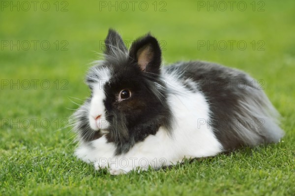 Lionhead rabbit (Oryctolagus cuniculus forma domestica) in a meadow, North Rhine-Westphalia,