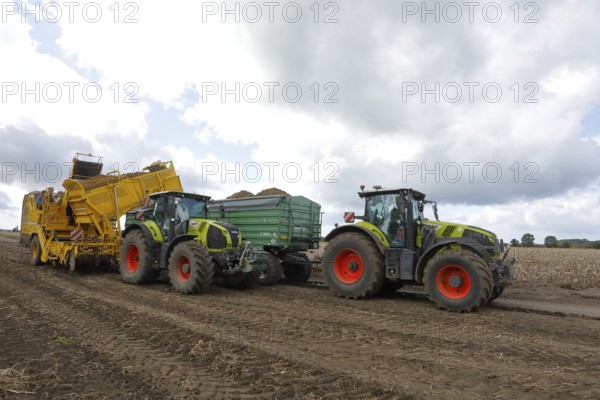 Agricultural harvesting of potatoes with potato harvester ROPA Keiler 2 in front of tractor Claas