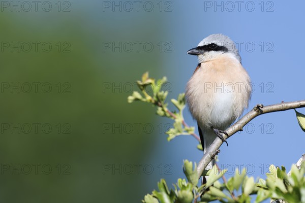 Red-backed shrike (Lanius collurio), male, North Rhine-Westphalia, Germany
