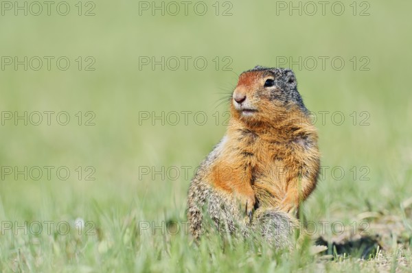 Columbia ground squirrel (Urocitellus columbianus, Spermophilus columbianus), Jasper National Park,