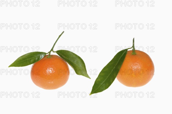 Clementine (Citrus clementina), fruit and leaves on a white background