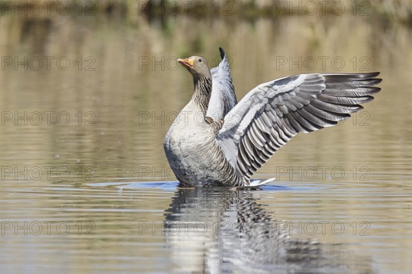 Greylag goose (Anser anser), flapping its wings on a pond, Wagbachniederung nature reserve,
