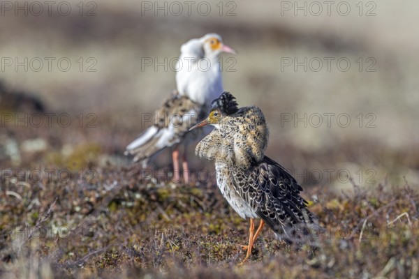 Two ruffs (Calidris pugnax), satellite with white neck ruff and territorial male in breeding