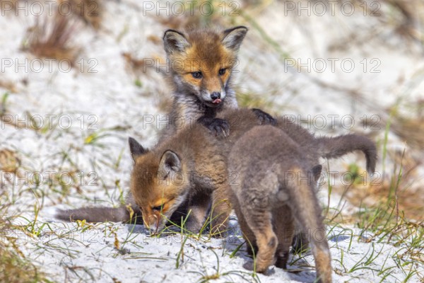 Young red foxes (Vulpes vulpes) three playful kits, juveniles playing near burrow, den in the sand
