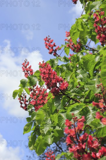 Red-flowering horse chestnut (Aesculus carnea), North Rhine-Westphalia, Germany