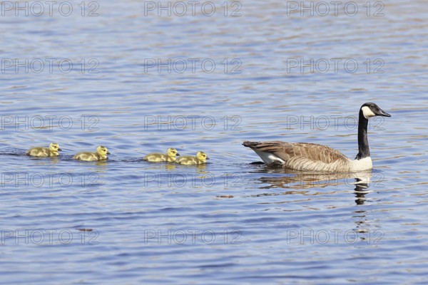 Canada goose (Branta canadensis), swimming with chicks on a lake, animal pair, wildlife, birds,