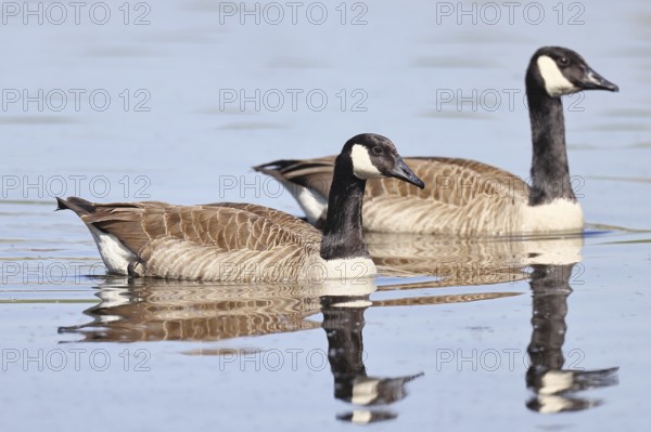 Canada goose (Branta canadensis), pair swimming on a lake, animal pair, wildlife, birds, geese,
