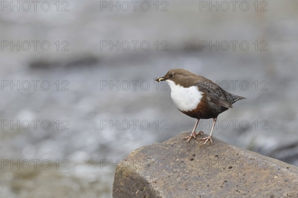 White-throated Dipper (Cinclus cinclus) standing with prey on a stone in the middle of a stream,