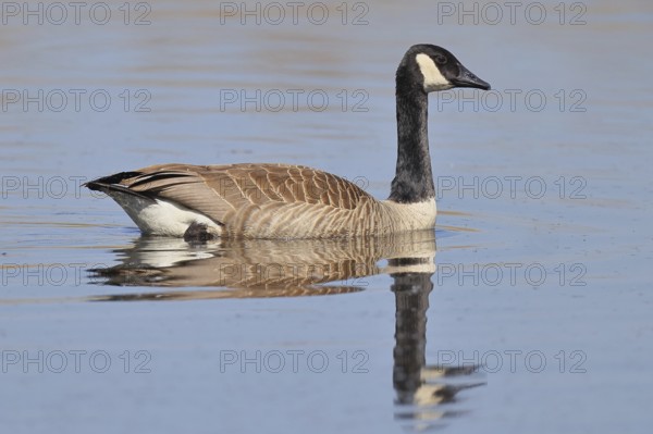 Canada goose (Branta canadensis), swimming on a lake, wildlife, birds, geese, nature reserve
