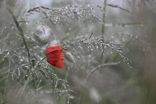 Corn poppy (Papaver rhoeas) in dew-covered grass, Lower Rhine, North Rhine-Westphalia, Germany