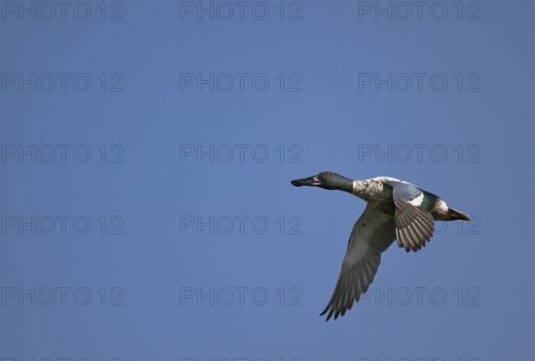 Flying drake of the shoveler (Anas clypeata) in front of a blue sky, Lower Rhine, North