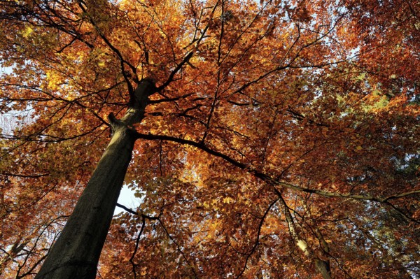 Autumnal colourful crown of the copper beech (Fagus sylvatica), Lower Rhine, North