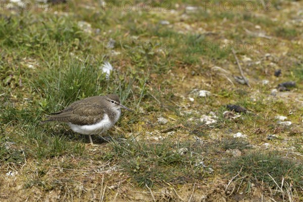 Common sandpiper (Actitis hypoleucos), Texel, North Holland, Netherlands