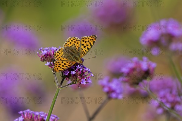 Butterfly, Small Pearl-bordered Fritillary (Issoria lathonia), Purpletop vervain (Verbena