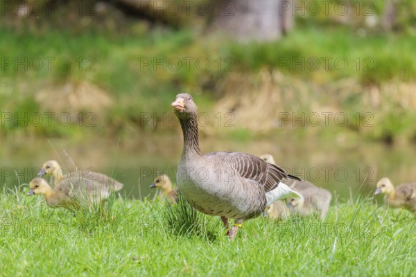 A couple of adult Greylag Goose (Anser anser) stands with their goslings on a green meadow.