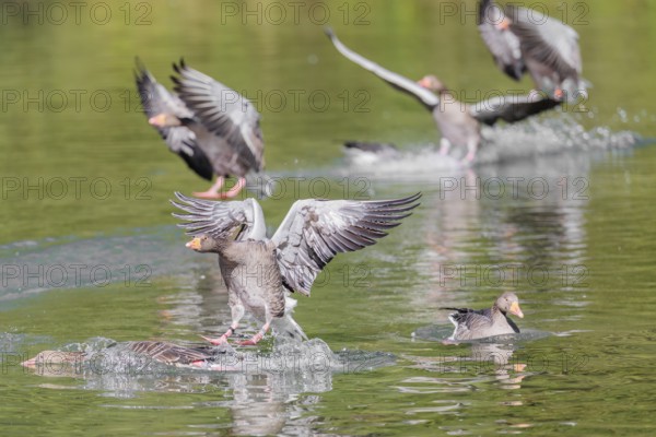 A flock of greylag geese (Anser anser) lands on a lake crowded with geese on a sunny day. One goose