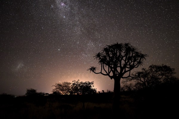 Quiver trees (Aloe dichotoma) under the starry sky, quiver tree forest near Keetmanshoop, Karas