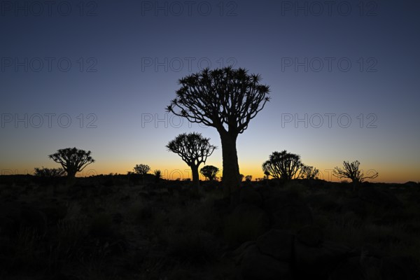 Quiver trees (Aloe dichotoma) in first daylight, quiver tree forest near Keetmanshoop, Karas