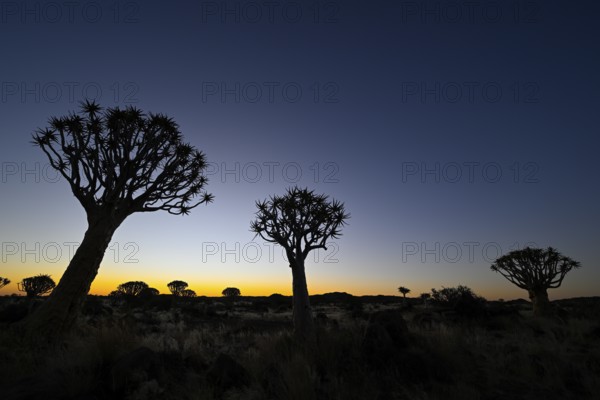 Quiver trees (Aloe dichotoma), blue hour, quiver tree forest near Keetmanshoop, Karas Region,