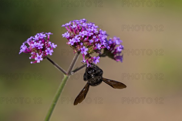 Wood bee (Xylocopa), Purpletop vervain (Verbena bonariensis), Burgstemmen, Nordstemmen, Lower
