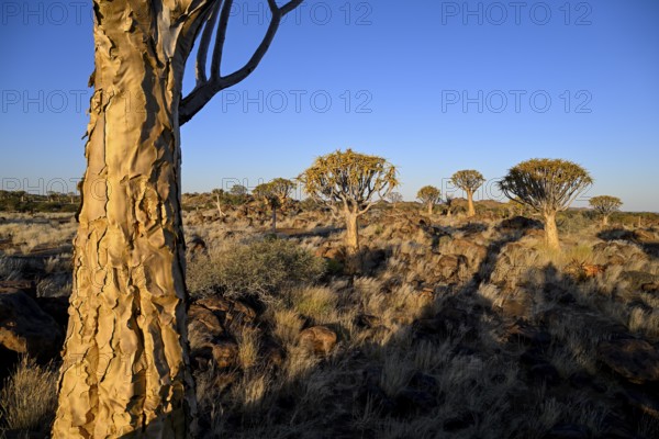 Quiver trees (Aloe dichotoma), quiver tree forest near Keetmanshoop, Karas Region, Namibia