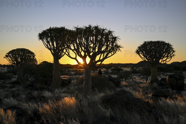 Quiver trees (Aloe dichotoma), blue hour, quiver tree forest near Keetmanshoop, Karas Region,