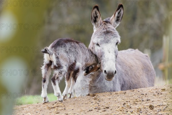 Friendship without borders. A domestic donkey (Equus asinus) and a Tauernschecke goat (Capra