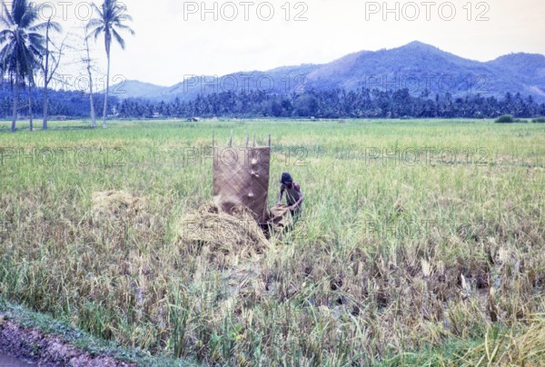 Rice cultivation paddy fields rural farming agriculture countryside area, Penang, Penang Island,