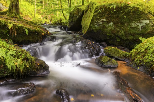Stream through moss-covered stones, bracken fern (Pteridium aquilinum), Leptosporangiate ferns