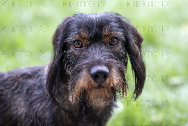 Rough-haired dachshund (Canis lupus familiaris) male, 4 years, animal portrait, attentive,