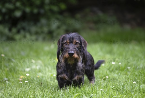 Rough-haired dachshund (Canis lupus familiaris) male, 4 years old, alert, on a meadow, Stuttgart,