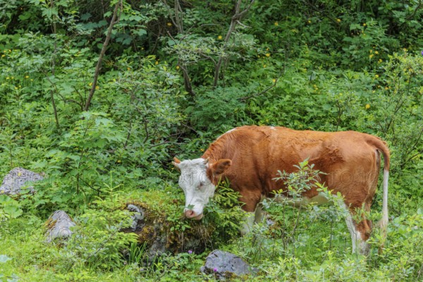 Holstein-Friesian cattle grazing on a mountain pasture in steep terrain. Eng Valley, Austria