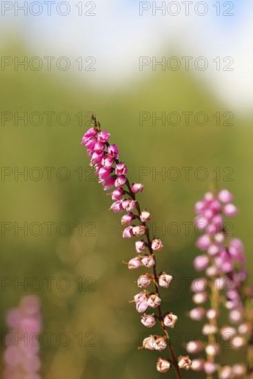 Flowering heather (Calluna vulgaris), heather, Trupacher Heide nature reserve, Siegen, North