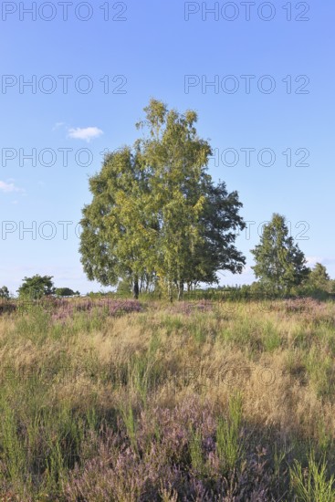 Heath landscape with heather (Calluna vulgaris) and birch trees and blue sky, Trupacher Heide