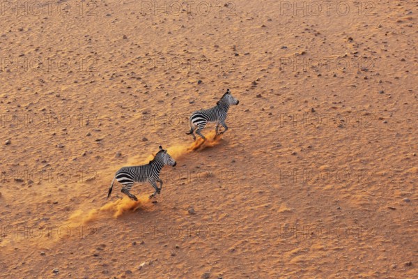 Hartmann's Mountain Zebra (Equus zebra hartmannae). At a sandy plain in the Namib Desert. Aerial