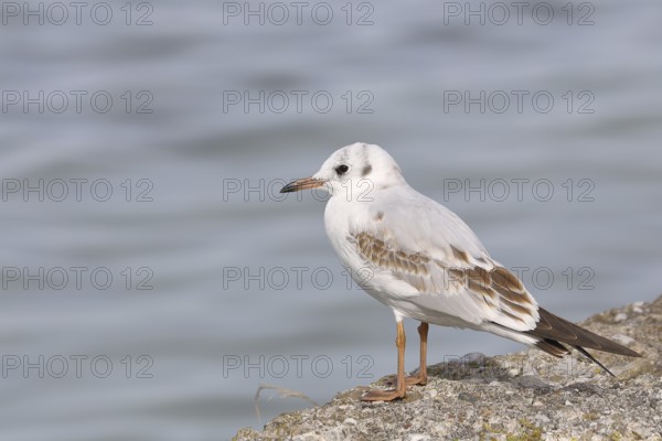 Black-headed gull (Chroicocephalus ridibundus), standing on a wall on the lakeshore, Lake Chiemsee,