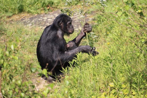 Bonobo (Pan Paniscus), pygmy chimpanzee, adult, female, juvenile, mother, social behaviour,