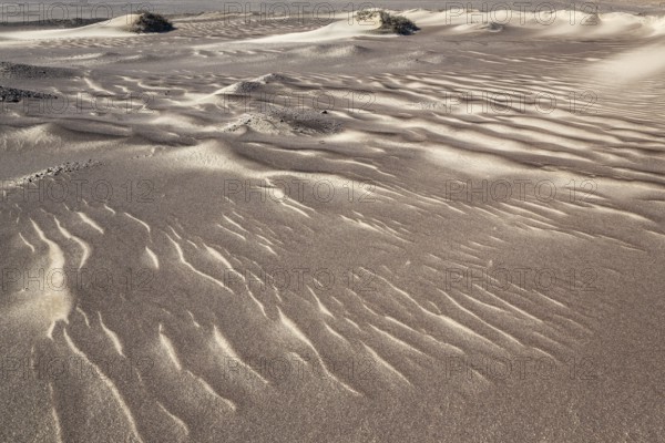 Small sand heaps form around the sparse vegetation in the Namib Desert. Skeleton Coast National