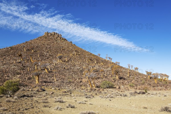 Quiver Tree (Aloidendron dichotomum). At the slope of a conical rock, a so-called Prince Albert