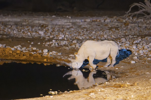 Black Rhinoceros (Diceros bicornis). Also called Hook-lipped Rhinoceros. At night at the floodlit